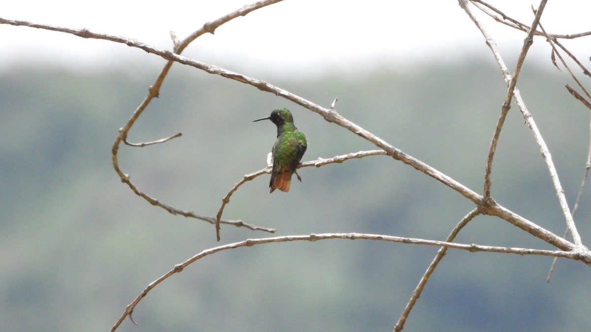 Coppery Emerald - ML639420663