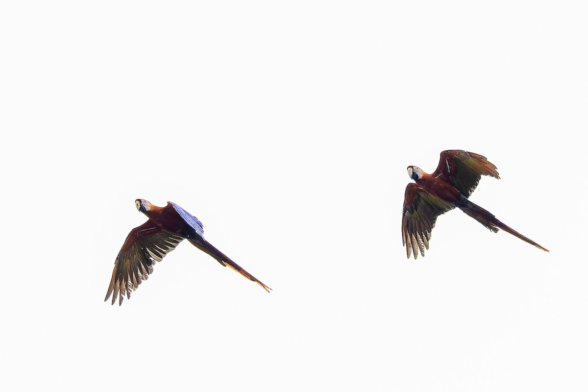 Scarlet Macaw - ML639420670