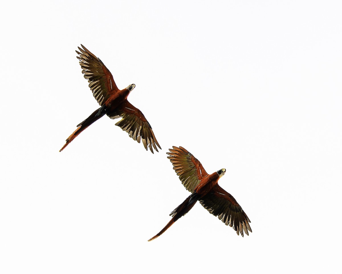 Scarlet Macaw - ML639420671