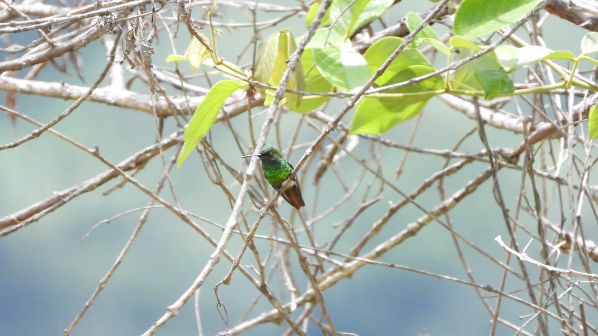 Coppery Emerald - ML639420672