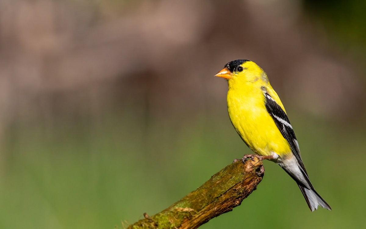 American Goldfinch - ML639420673