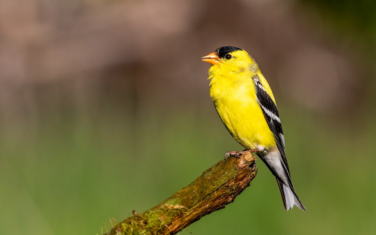 American Goldfinch - ML639420679