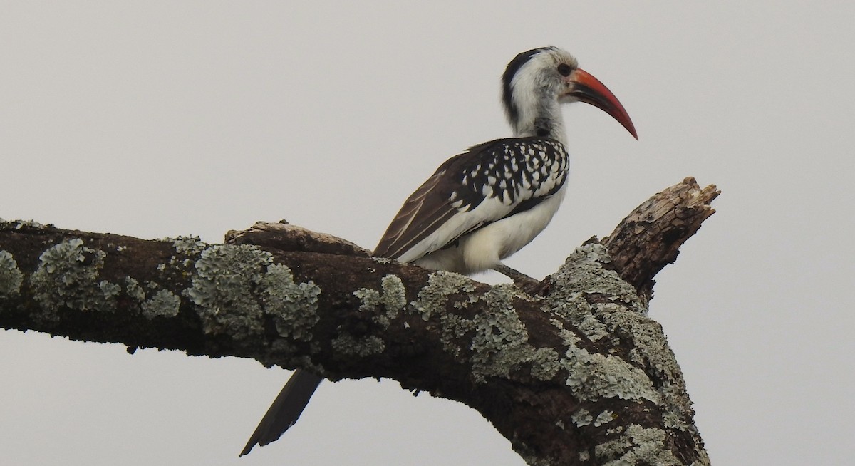 Northern Red-billed Hornbill - ML639420705