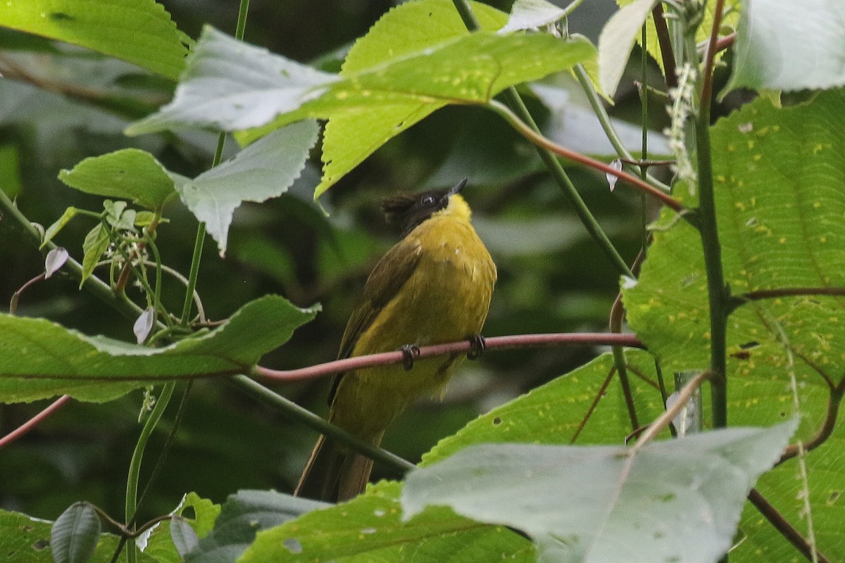 Bornean Bulbul - ML639420710