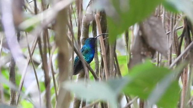 Santa-Marta-Degenflügel - ML639420716