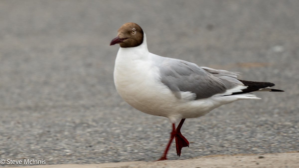 Brown-headed Gull - ML639420725