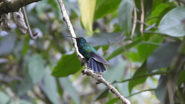 Santa-Marta-Degenflügel - ML639420763