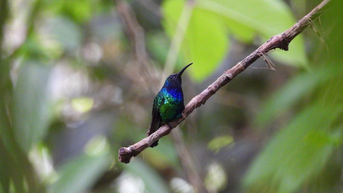 Santa-Marta-Degenflügel - ML639420795