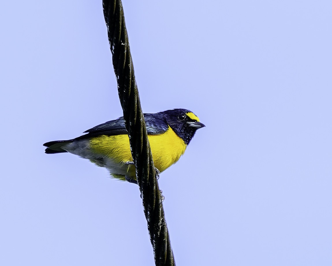 White-vented Euphonia - ML639420916