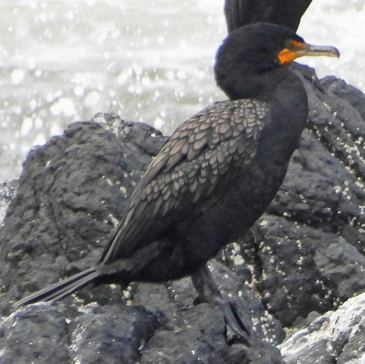 Double-crested Cormorant - ML639420937
