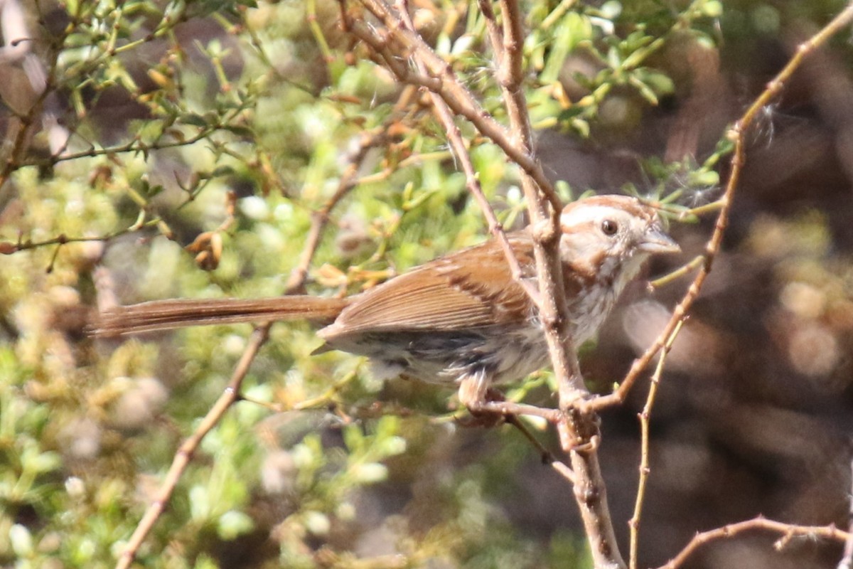 Song Sparrow (fallax Group) - ML639420991