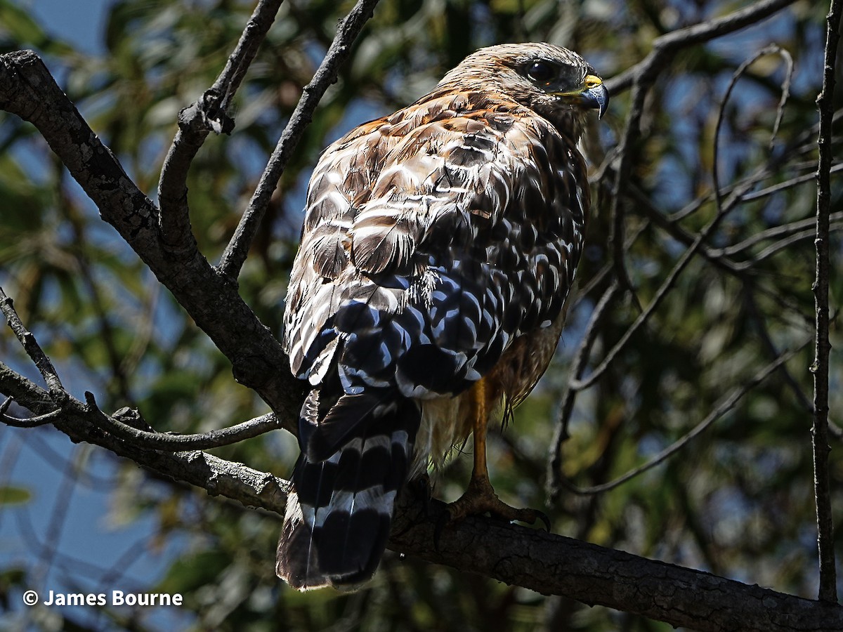 Red-shouldered Hawk - ML639421148