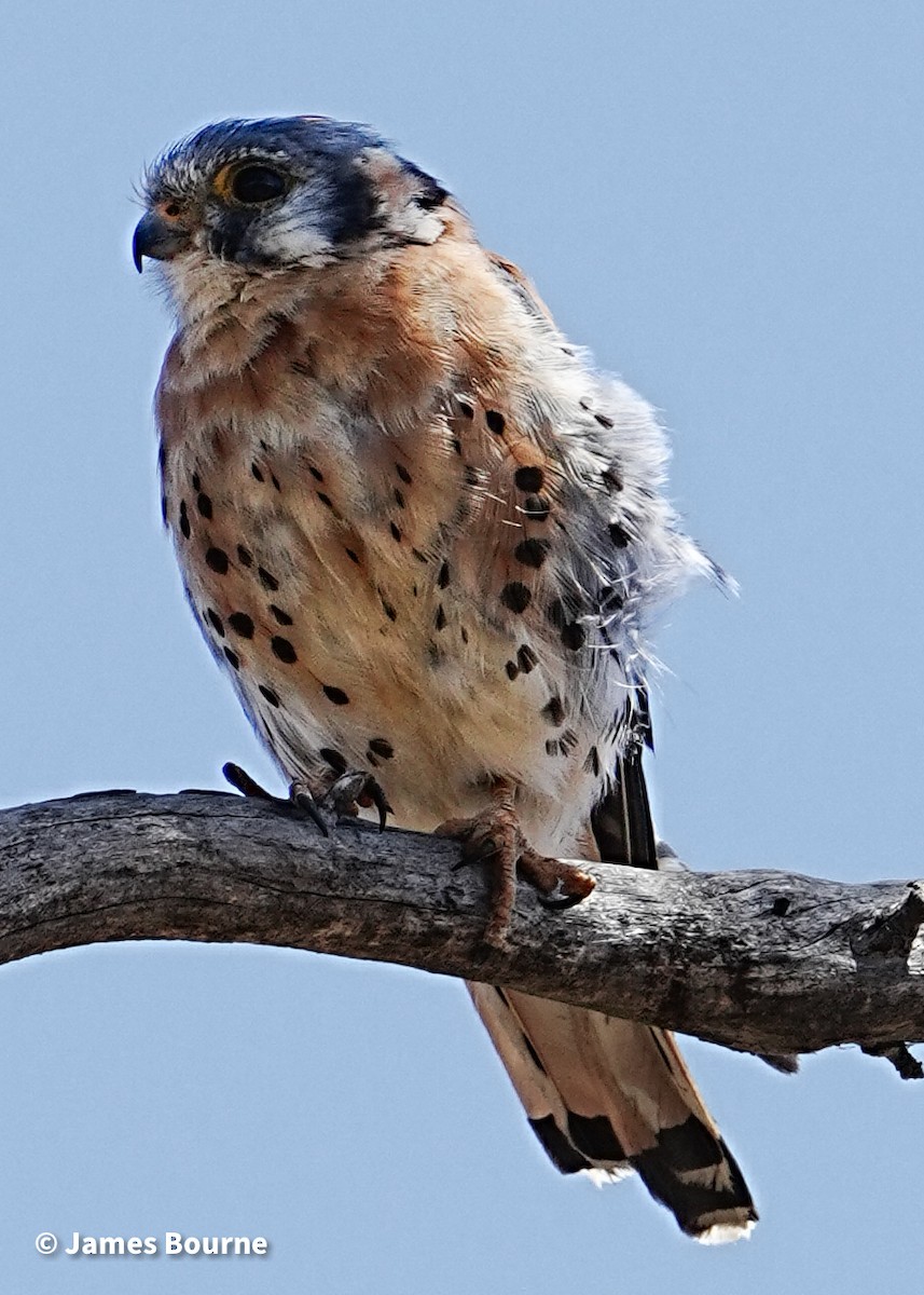 American Kestrel - ML639421154
