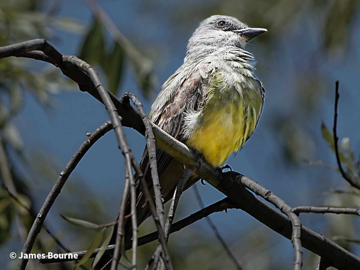 Western Kingbird - ML639421167