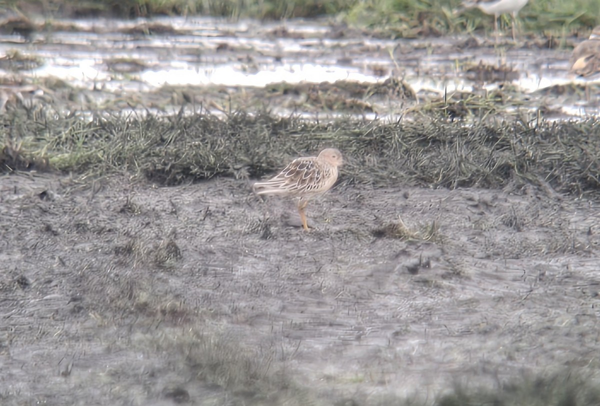 Buff-breasted Sandpiper - ML639421175