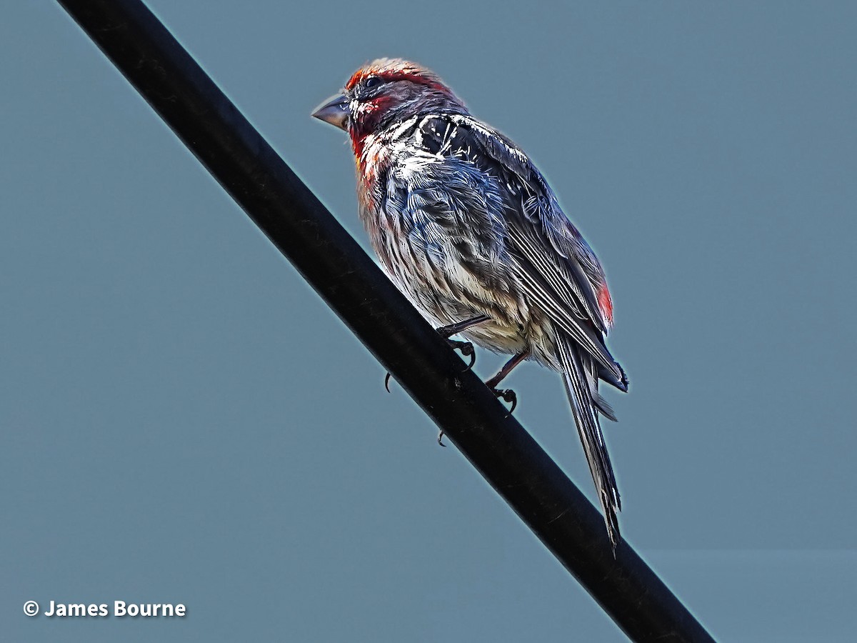 House Finch - ML639421181