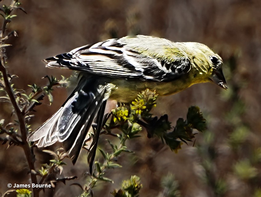 Lesser Goldfinch - ML639421198