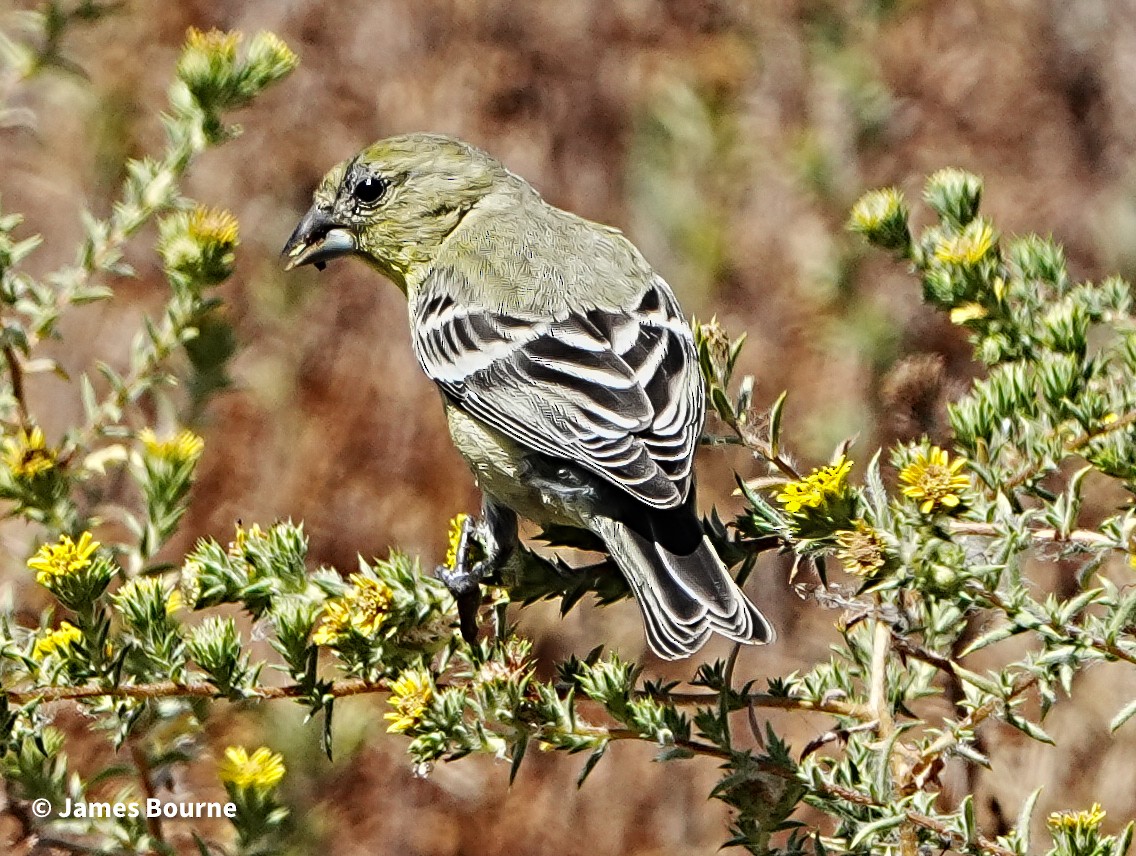 Lesser Goldfinch - ML639421199