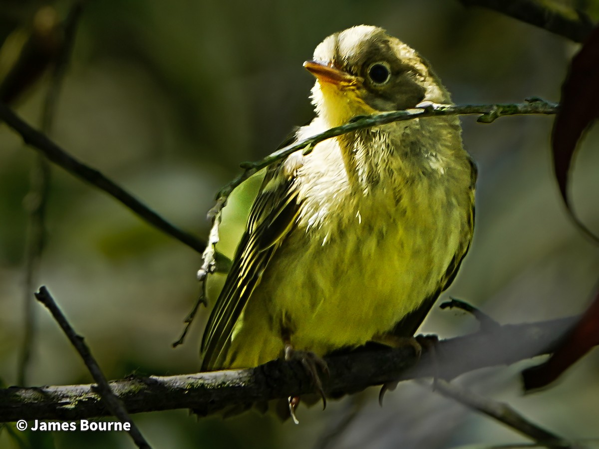 Yellow Warbler - ML639421209