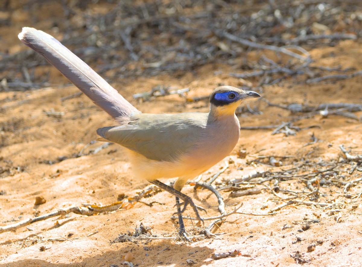 Olive-capped Coua - ML639421262