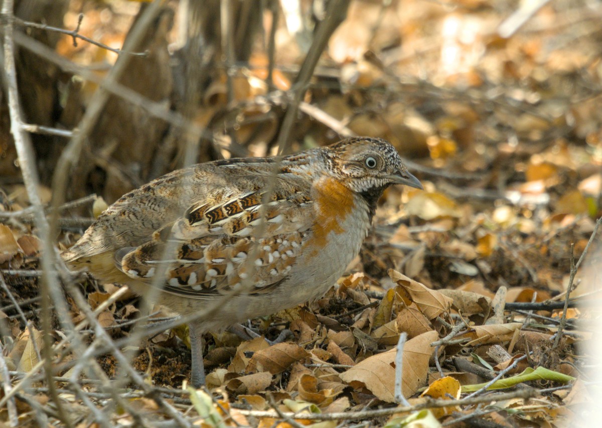 Madagascar Buttonquail - ML639421272