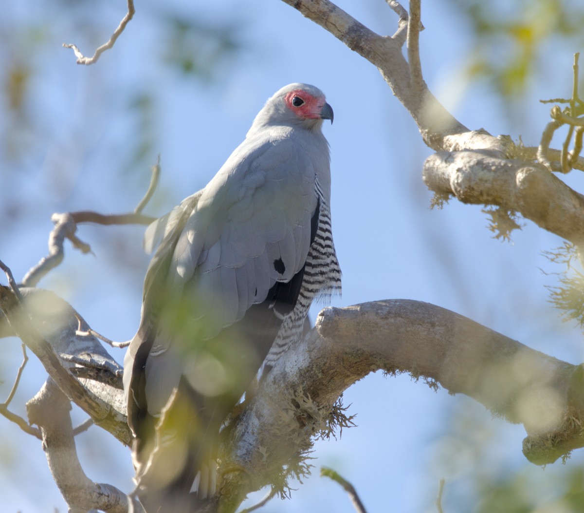 Madagascar Harrier-Hawk - ML639421279
