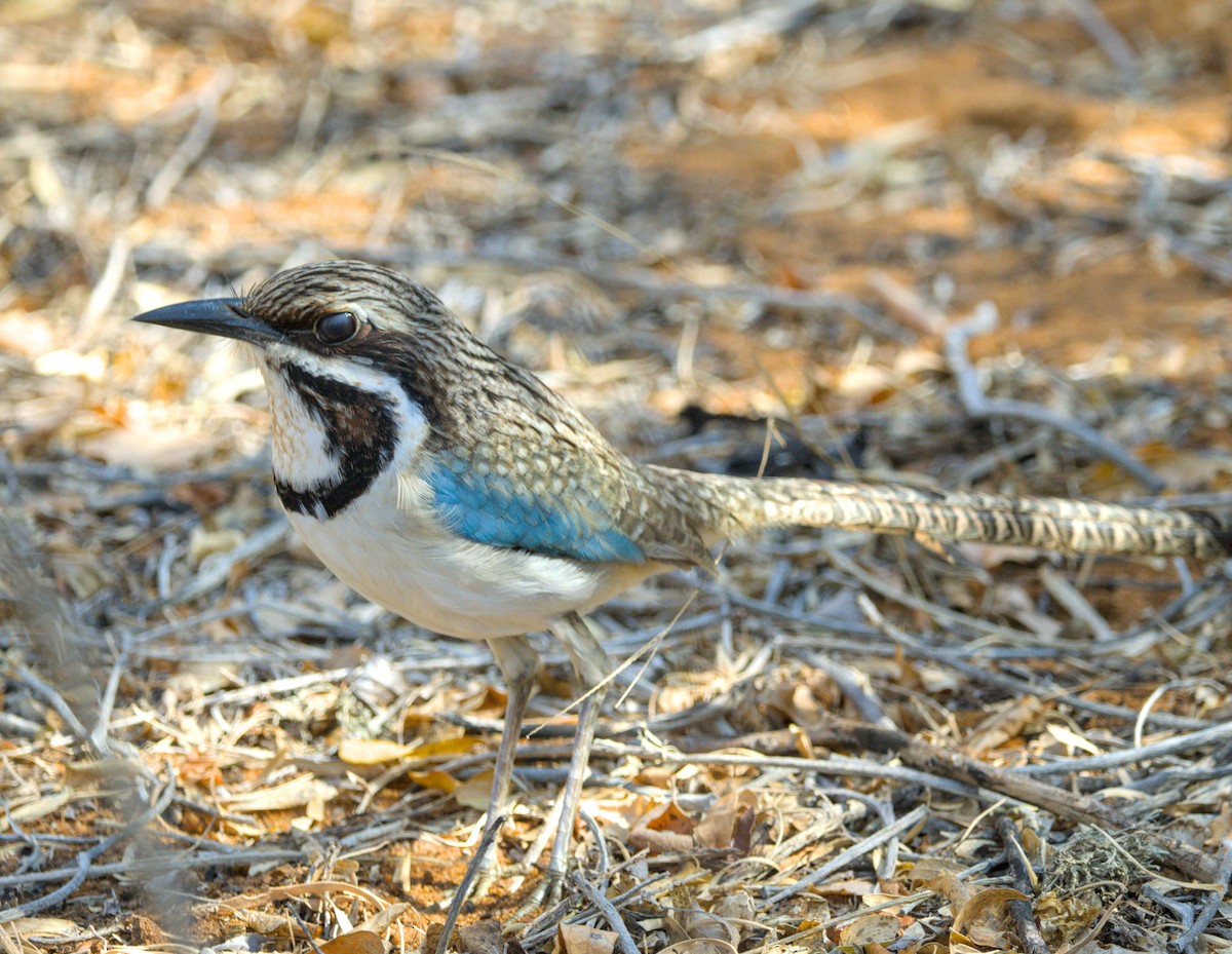 Long-tailed Ground-Roller - ML639421290