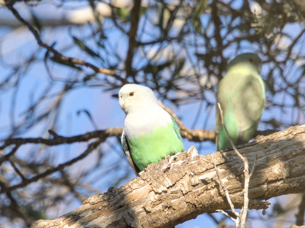 Gray-headed Lovebird - ML639421294