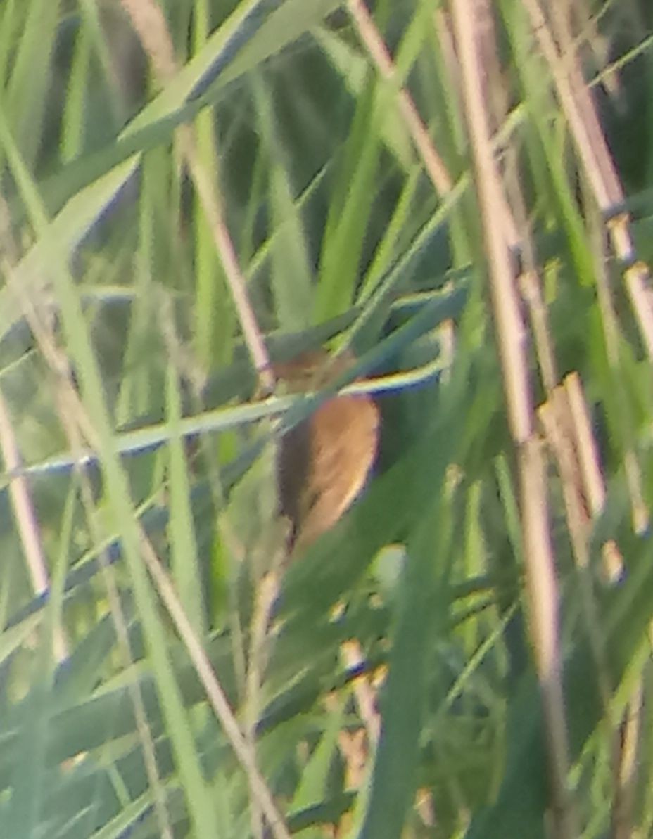 Common Reed Warbler - ML639421306