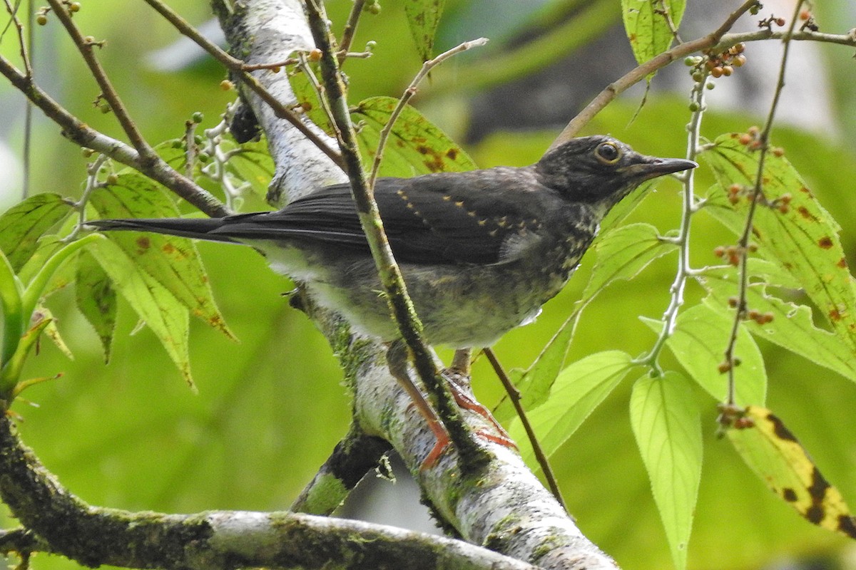 White-throated Thrush - ML639421307