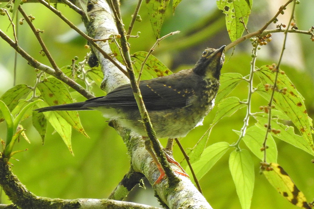 White-throated Thrush - ML639421308