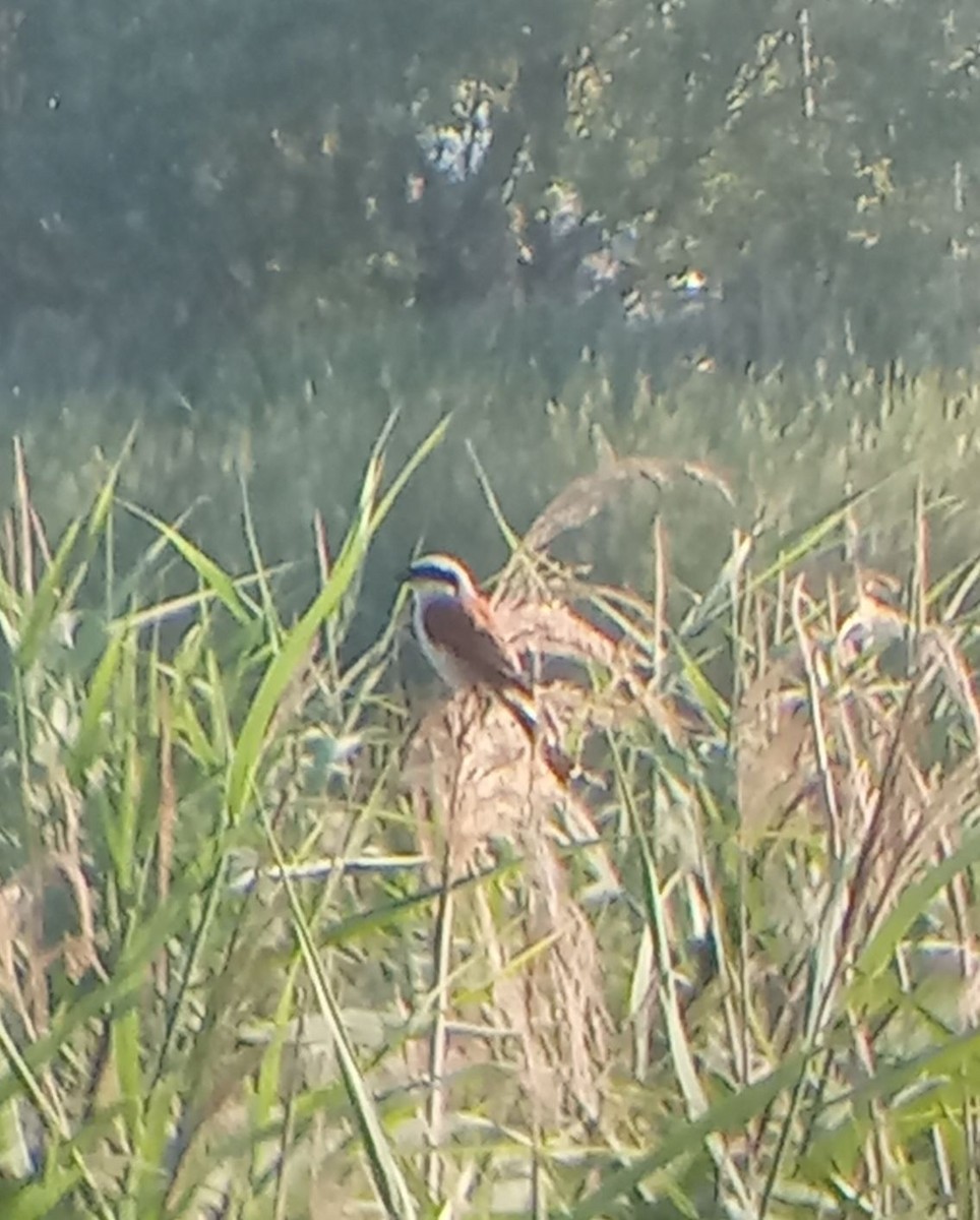 Red-backed Shrike - ML639421354