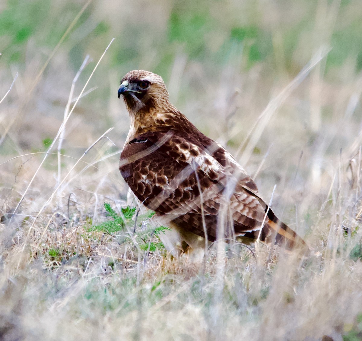 Zapelatz buztangorria - ML639421425
