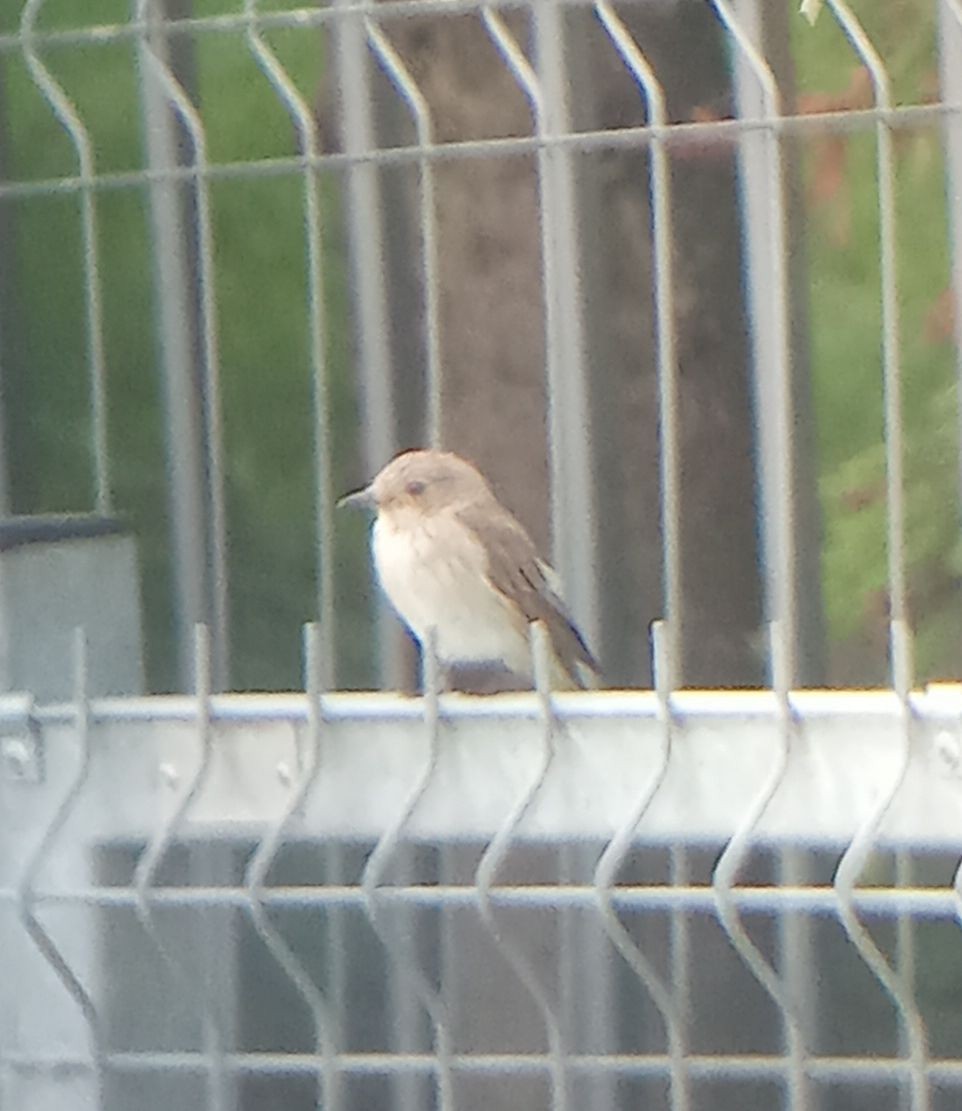 Spotted Flycatcher - ML639421529