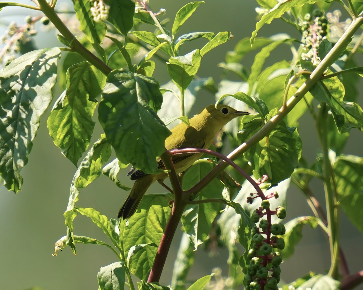 lesňáček zlatotemenný - ML639421550