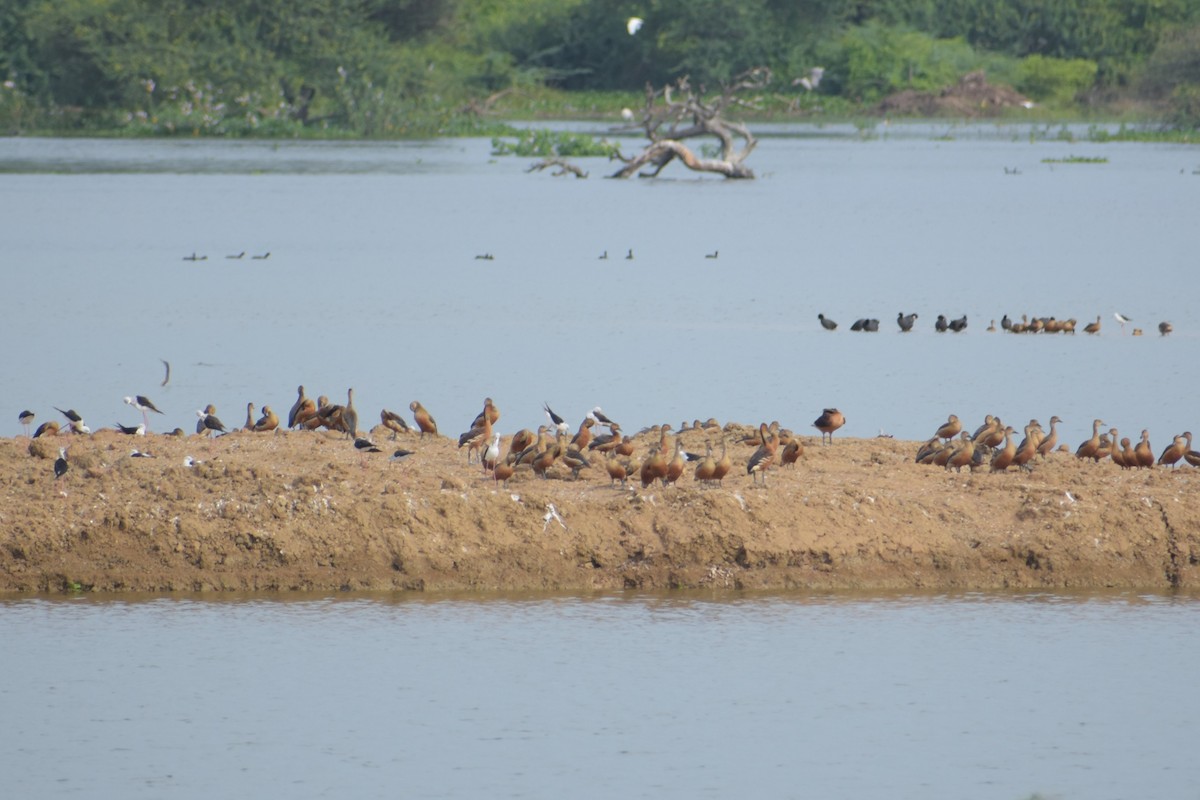 Fulvous Whistling-Duck - ML639421556