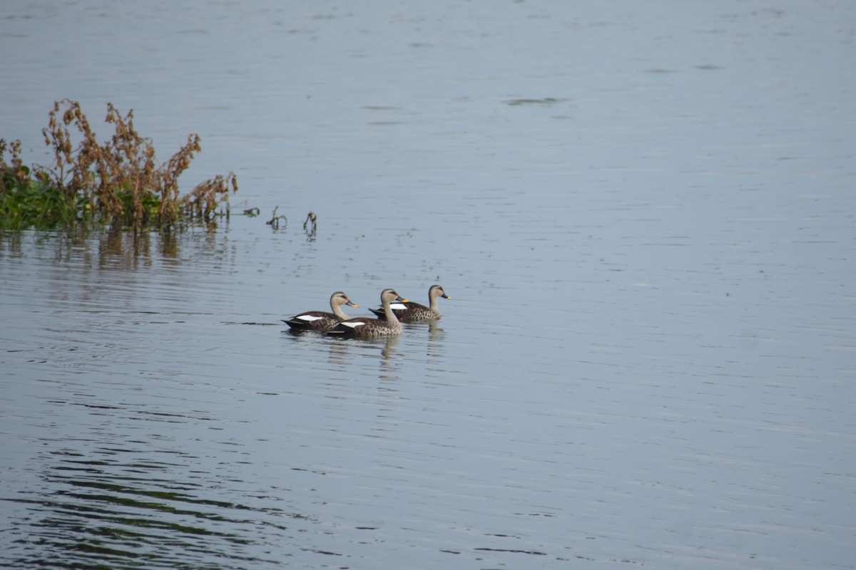 Indian Spot-billed Duck - ML639421561