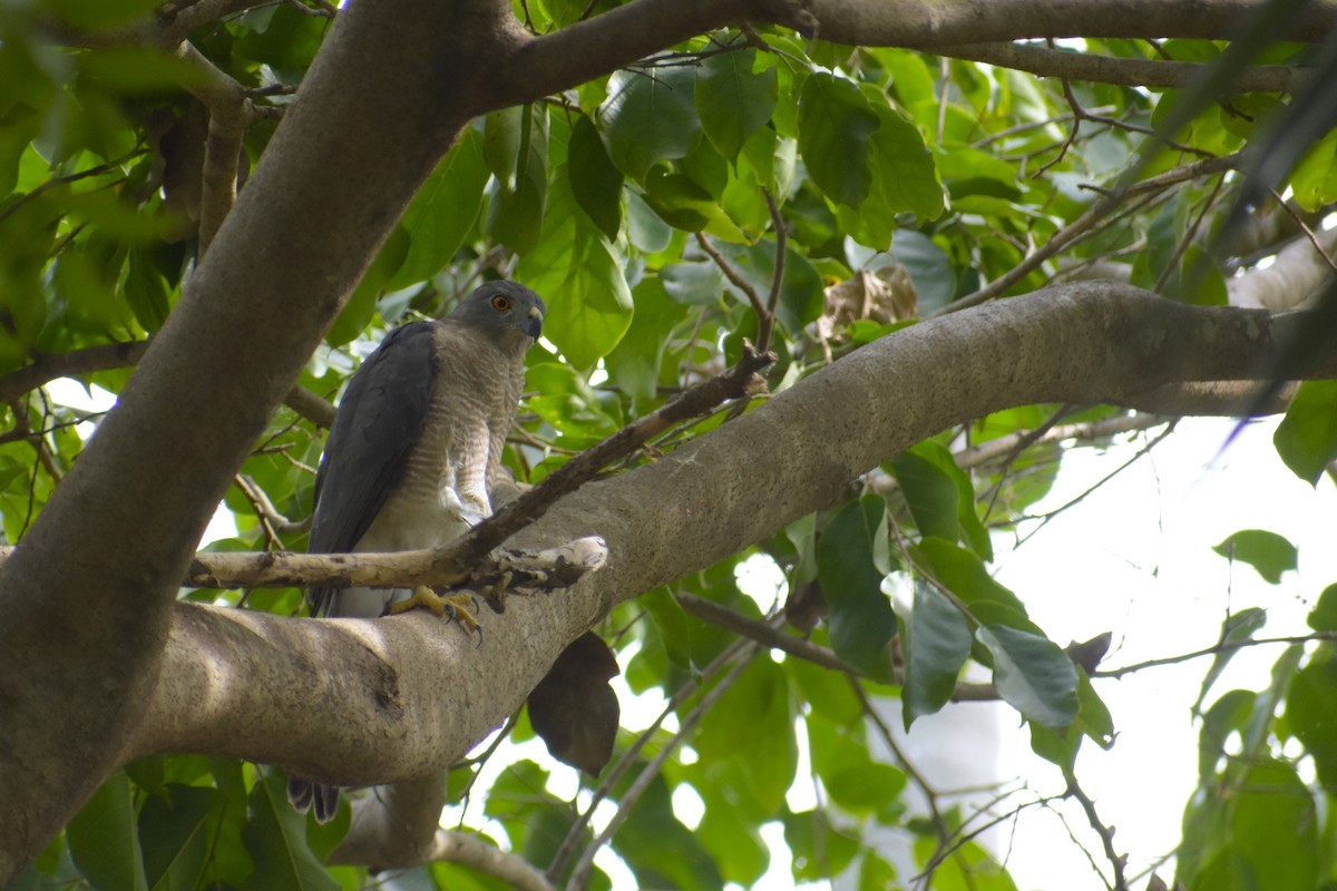 Shikra - ML639421582