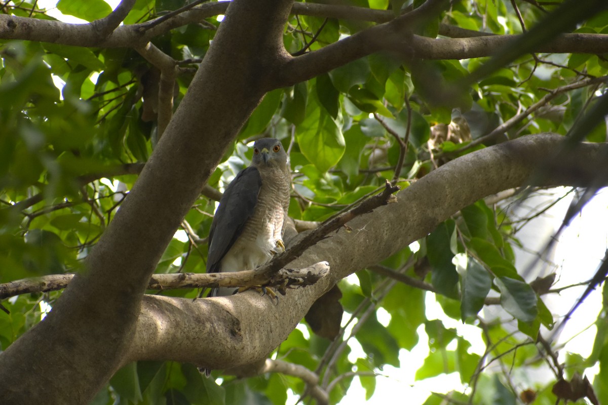 Shikra - ML639421583