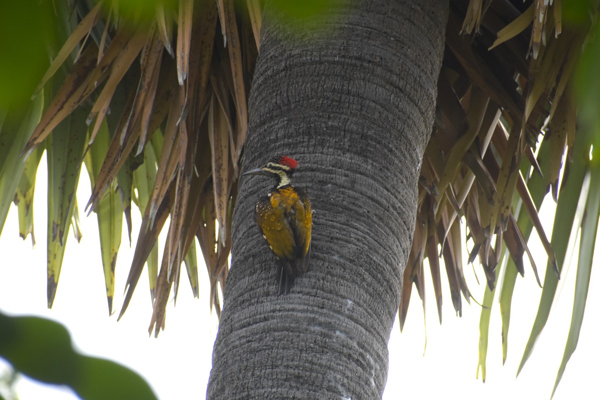 Black-rumped Flameback - ML639421587