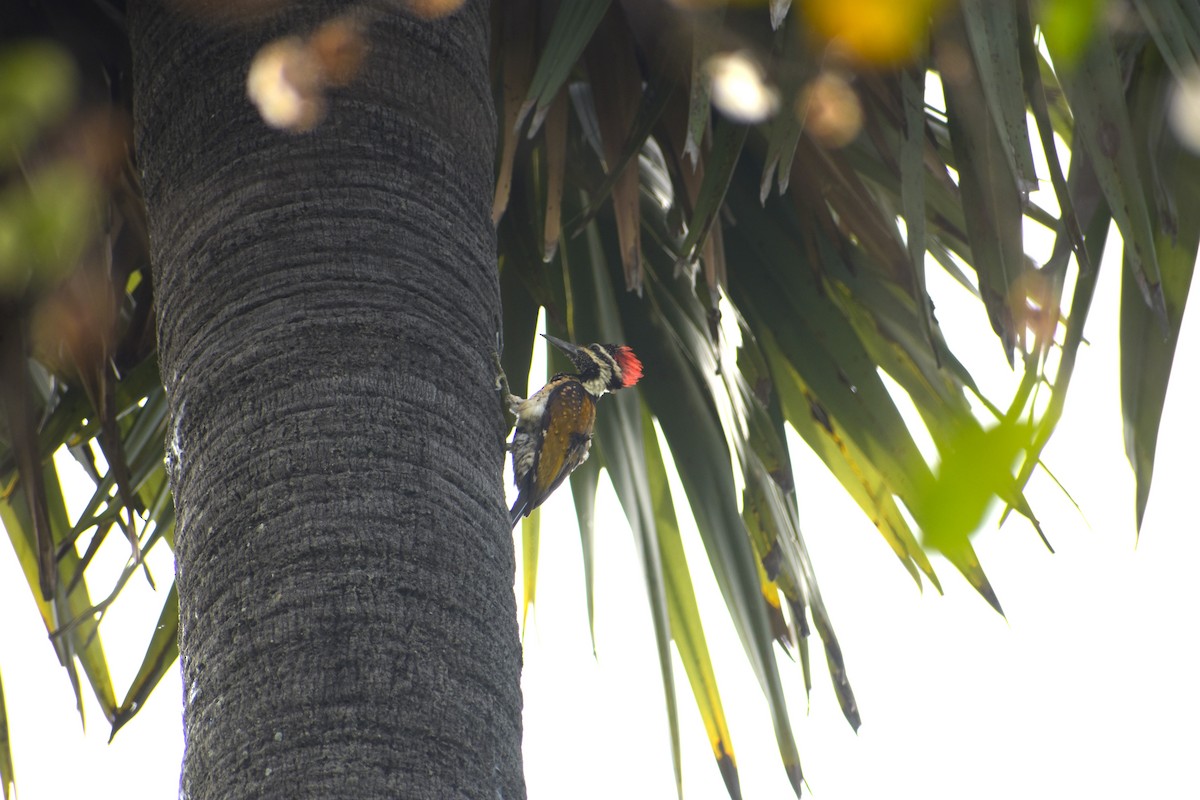 Black-rumped Flameback - ML639421588