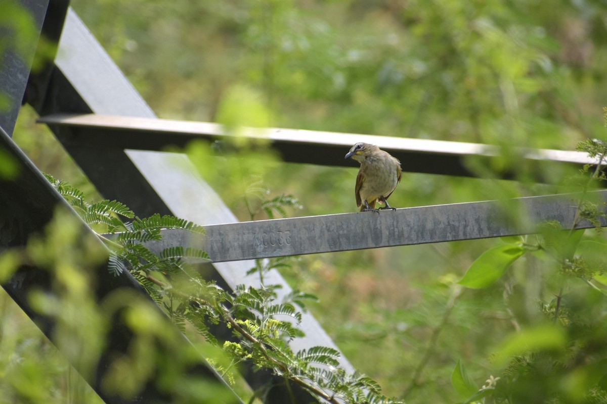 White-browed Bulbul - ML639421599