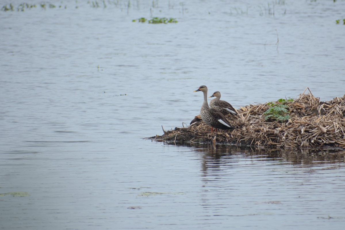 Indian Spot-billed Duck - ML639421602