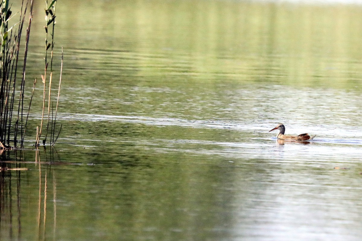 Clapper Rail - ML639421611
