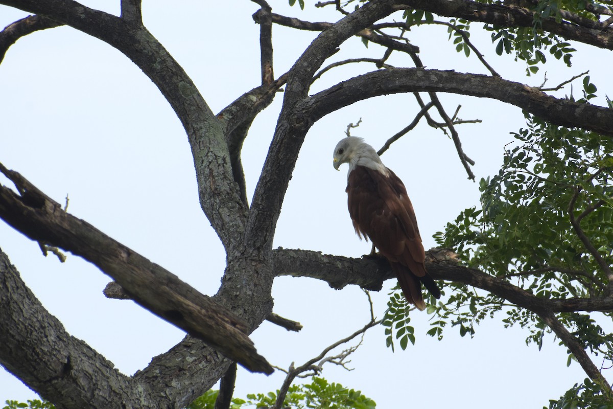 Brahminy Kite - ML639421617