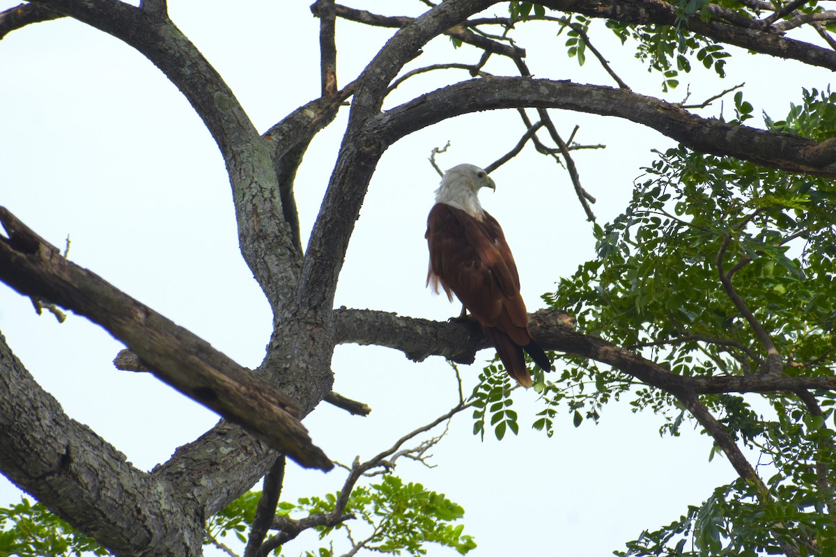 Brahminy Kite - ML639421618