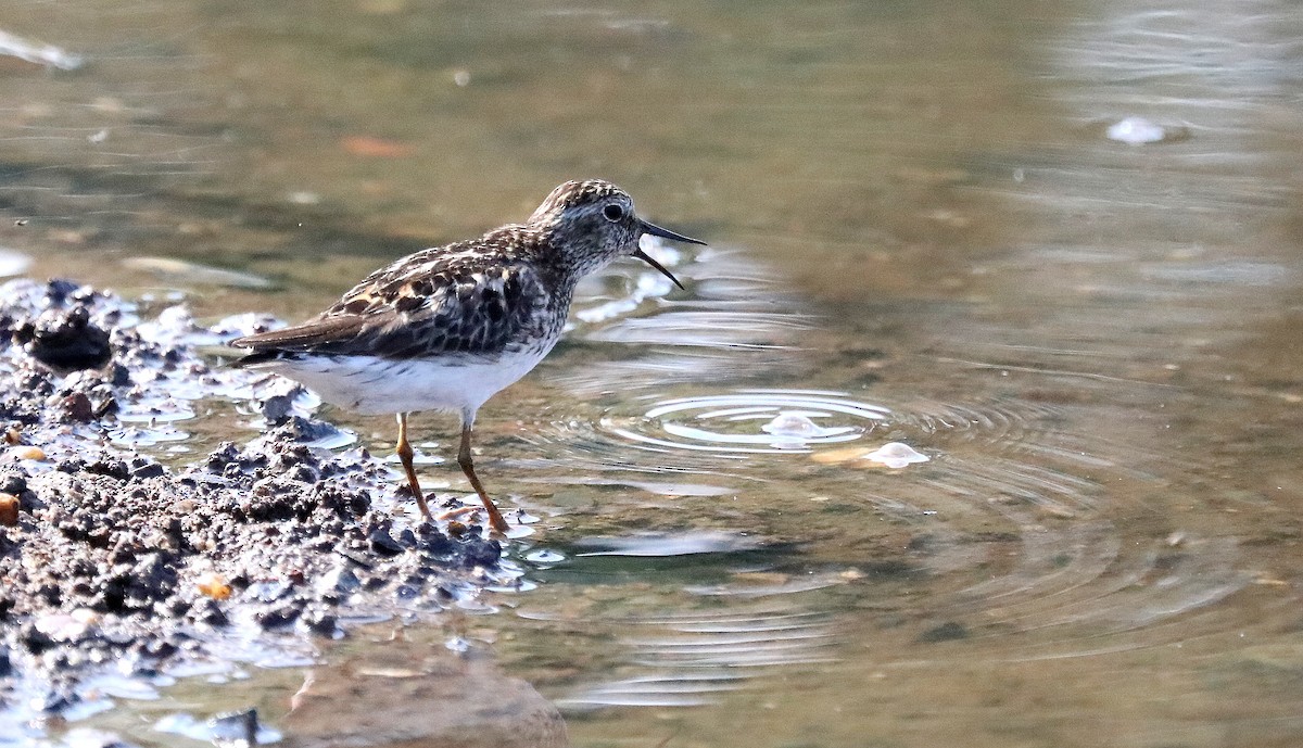 Least Sandpiper - ML639421624
