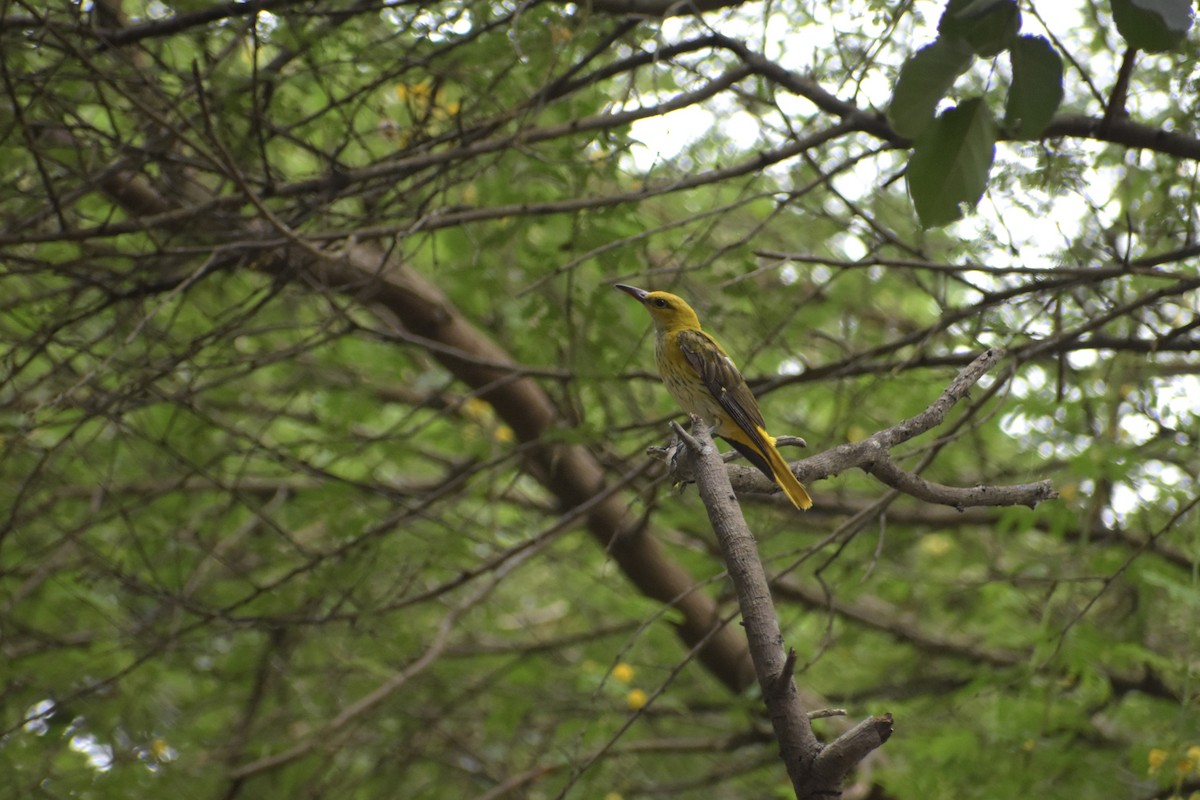 Indian Golden Oriole - ML639421626