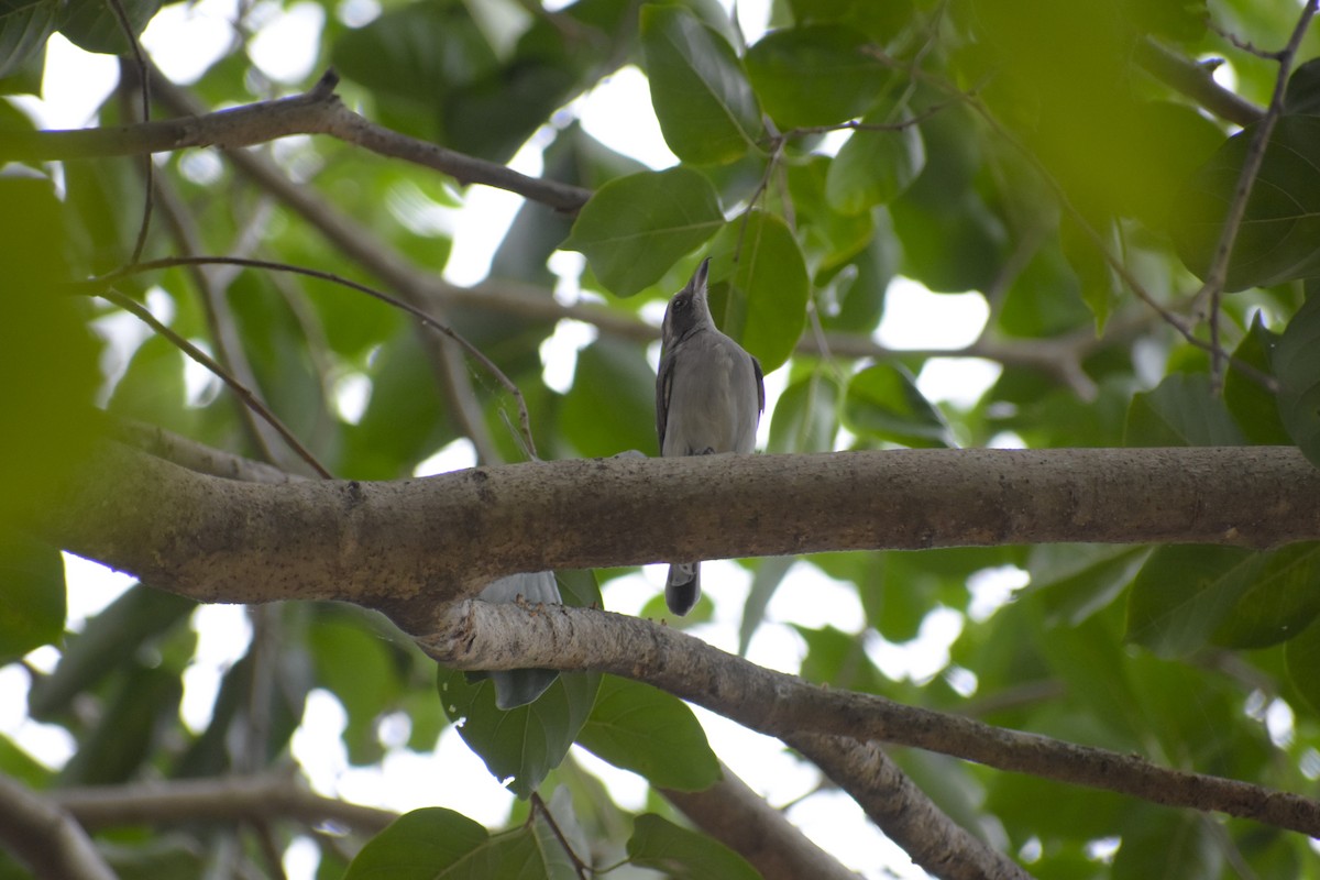 Common Woodshrike - ML639421627