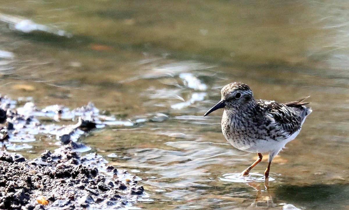 Least Sandpiper - ML639421629